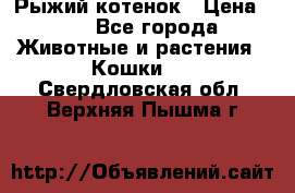 Рыжий котенок › Цена ­ 1 - Все города Животные и растения » Кошки   . Свердловская обл.,Верхняя Пышма г.